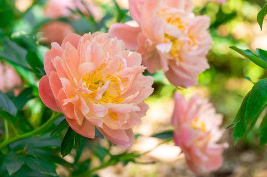 Peonies That Bloom in Sequence: How to Extend Your Peony Season