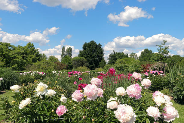 Dividing Peonies: When, Why, and How to Do It Right