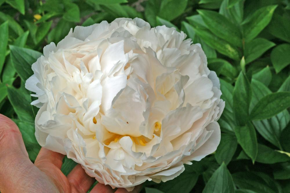 Bowl of Cream Peony