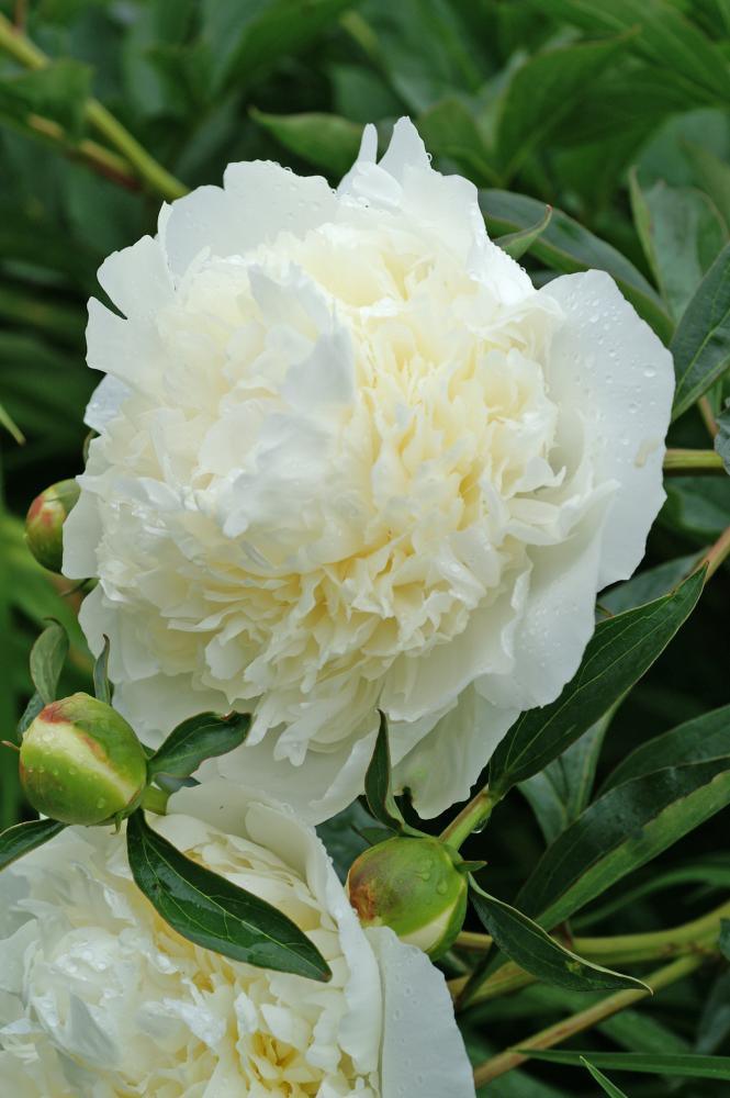 Duchesse De Nemours