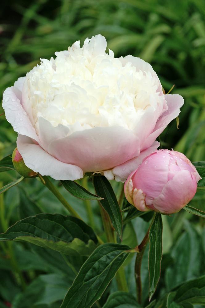 Lady Alexandra Duff