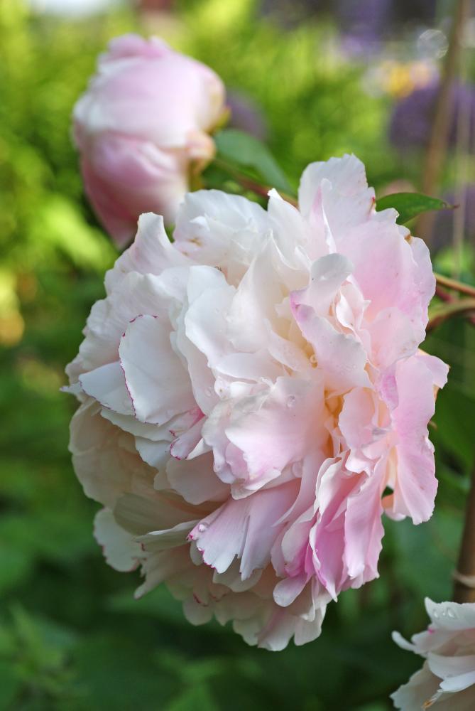 Lady Alexandra Duff