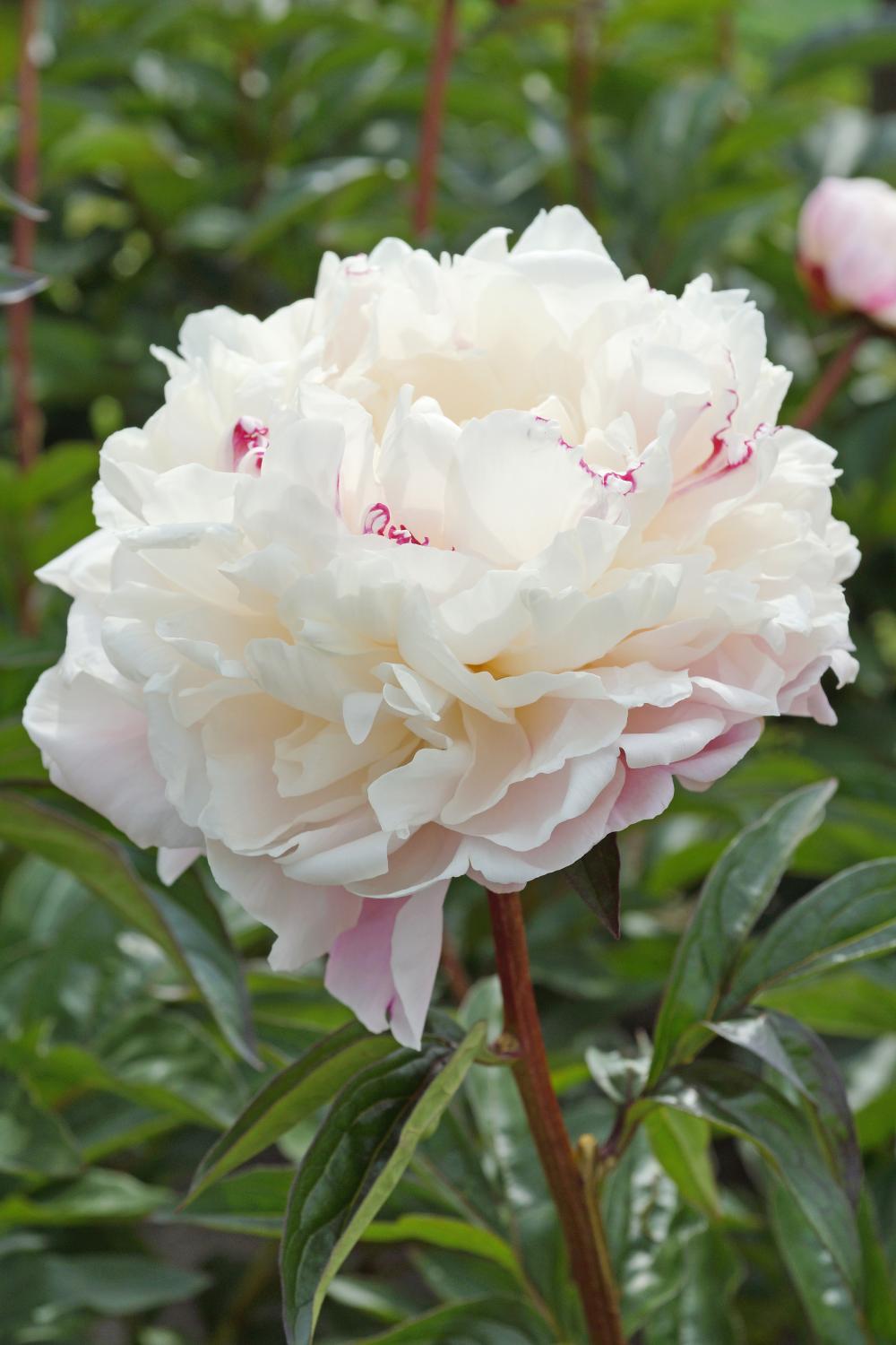Norma Volz Peony