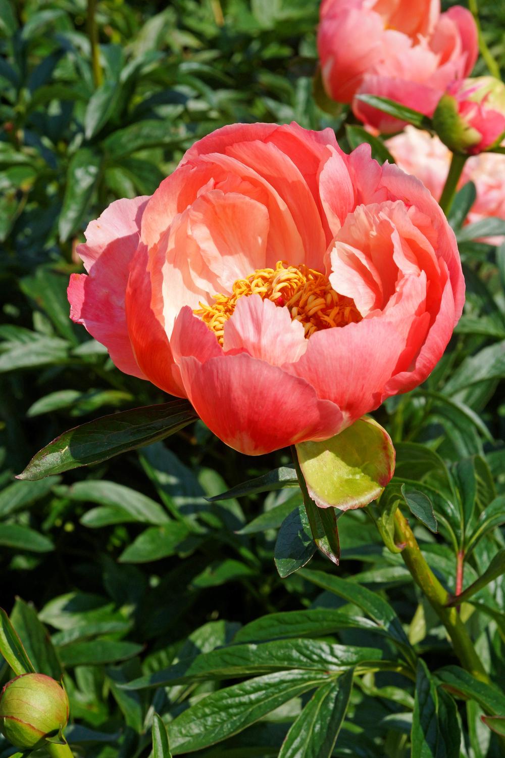Coral Charm