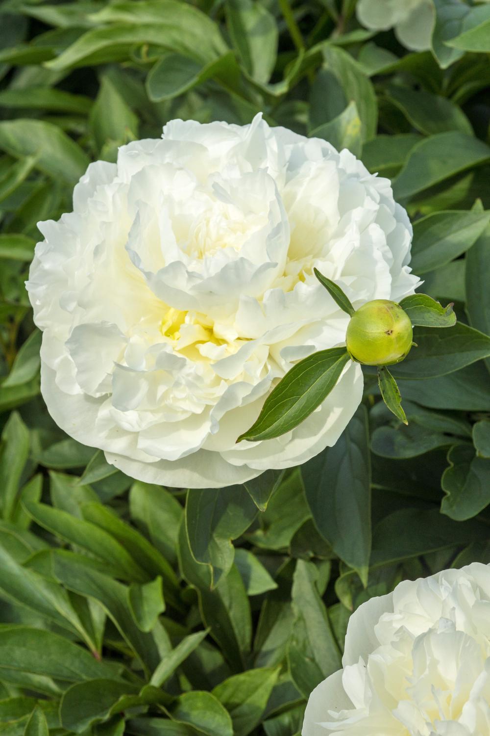Duchesse De Nemours