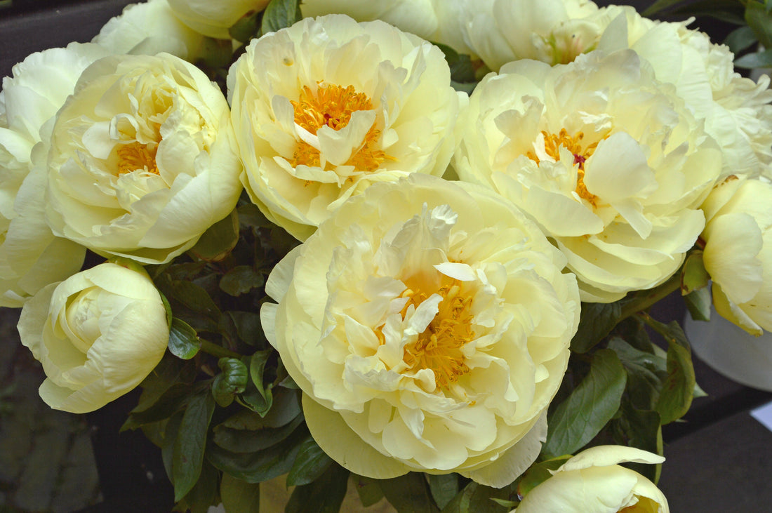 Worth Every Penny: Why the Lemon Chiffon Peony is the Ultimate Garden Investment
