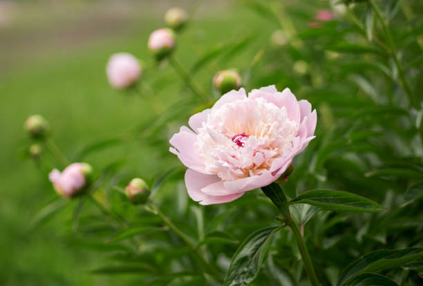 Why Fall Is the Best Time to Plant Bare Root Peonies