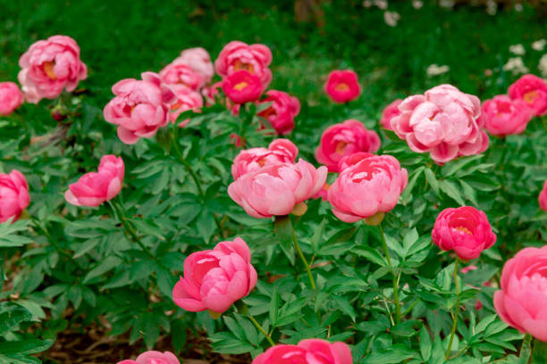 Getting the Most Out of Your Peonies: 5 Things You Should Know