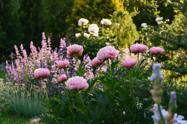 Peony Collections
