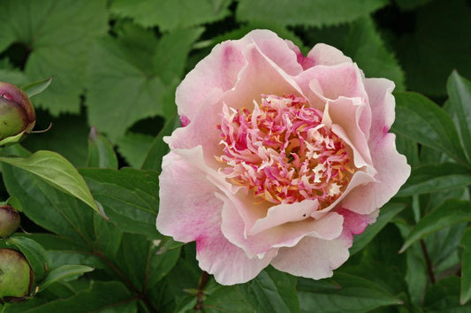 Do Tell Peony