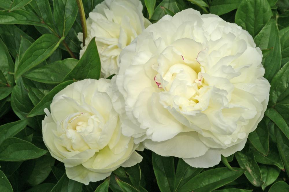 Mother's Choice Peony
