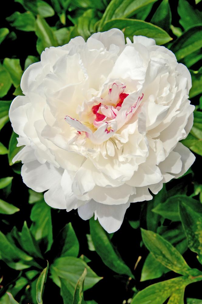Festiva Maxima Peony