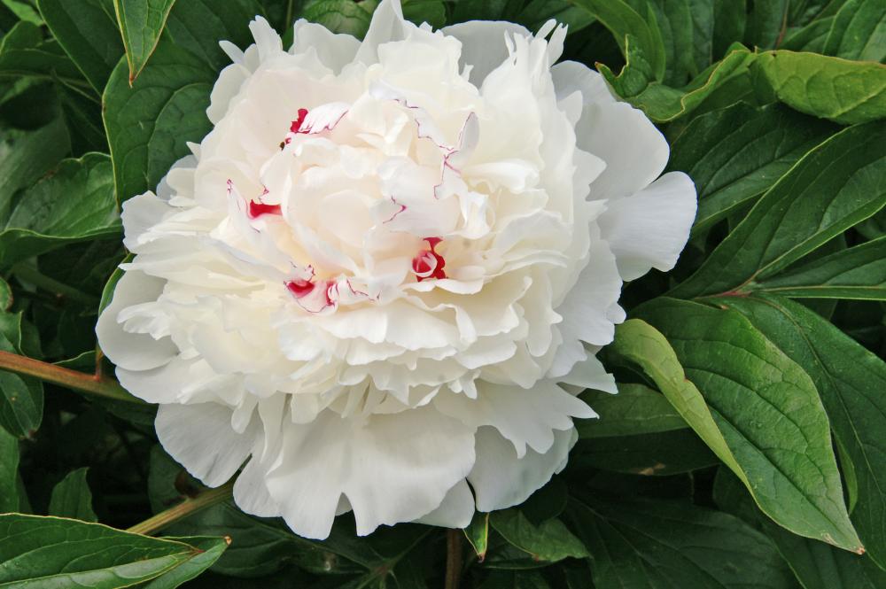 Festiva Maxima Peony