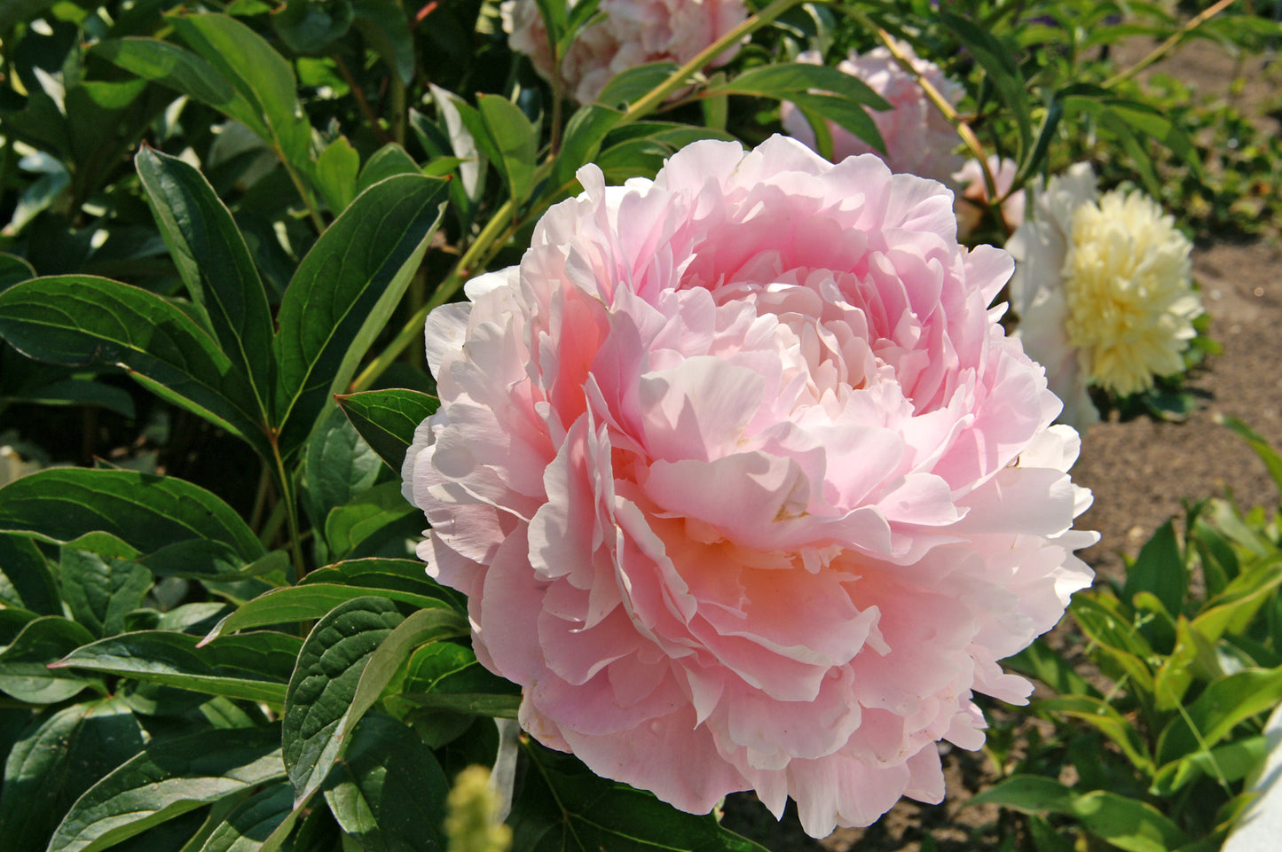 Dinner Plate Peony