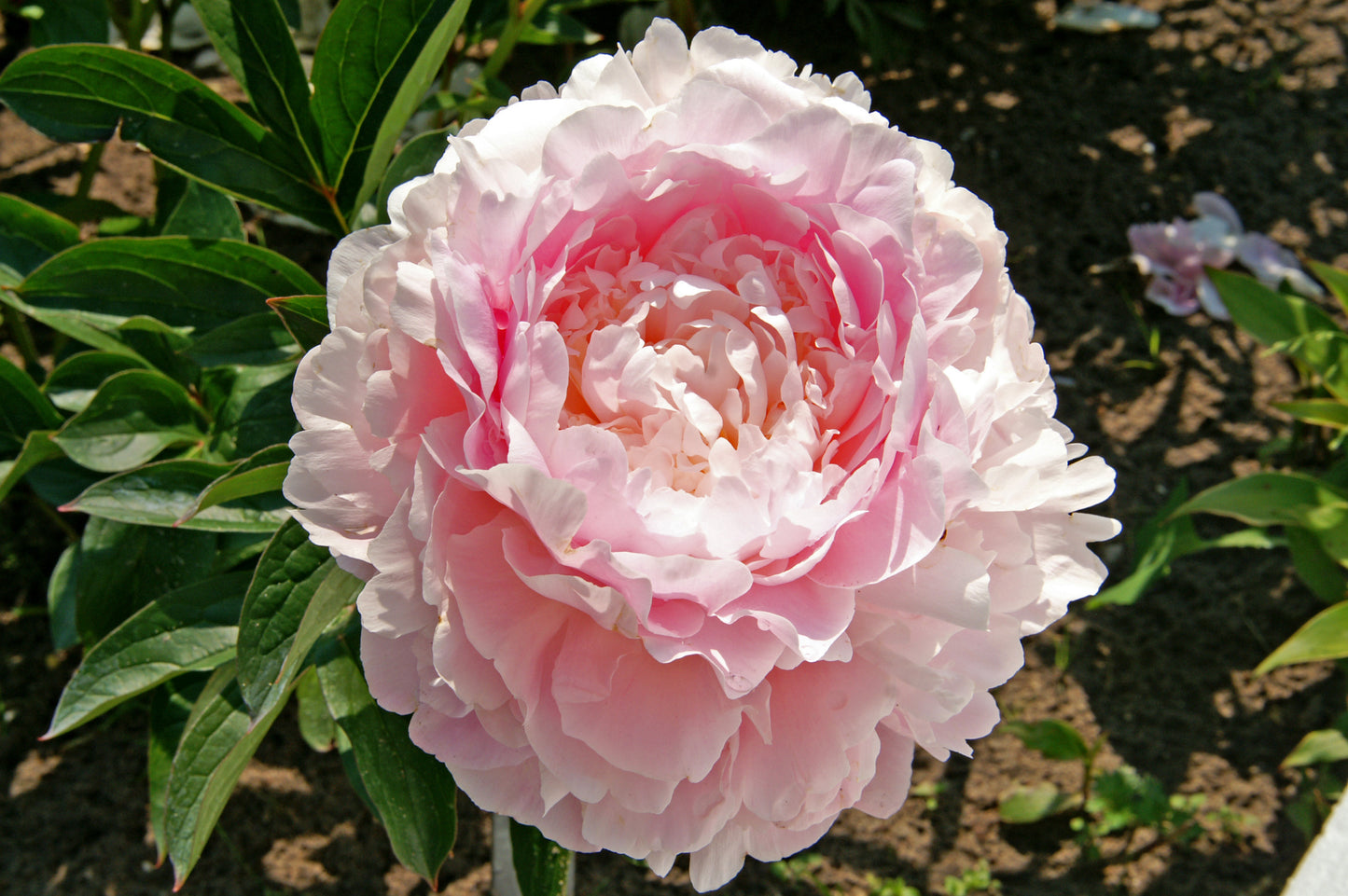 Dinner Plate Peony