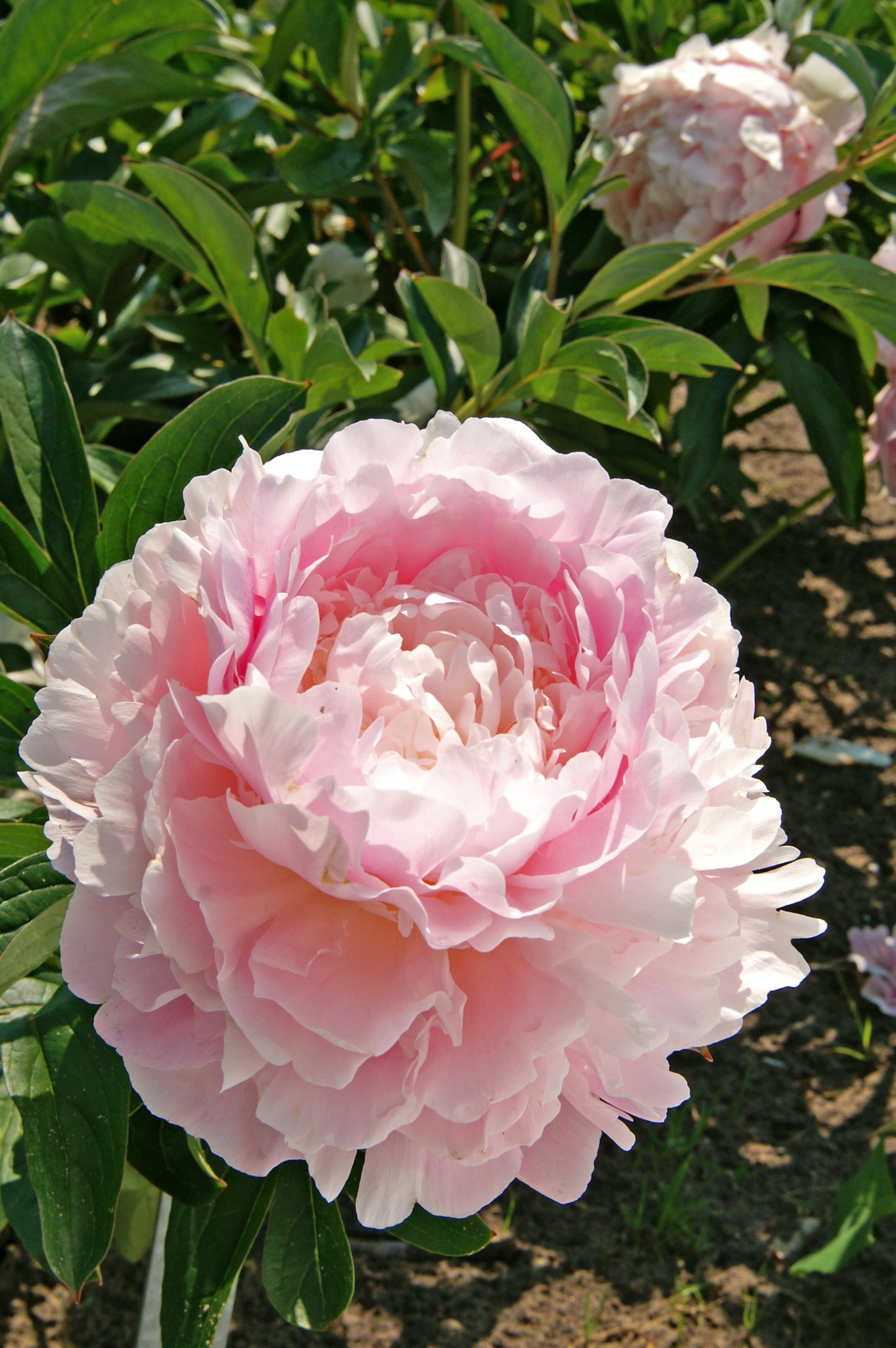 Dinner Plate Peony