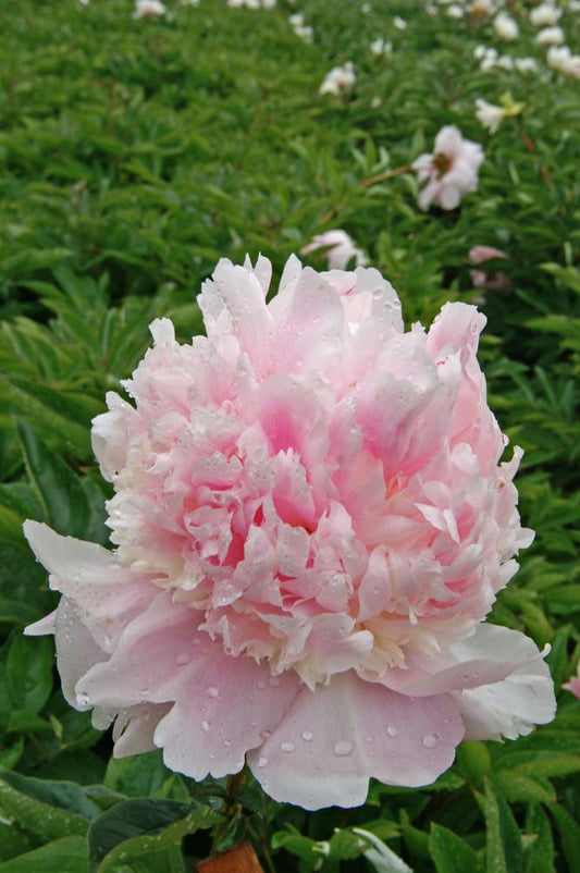 Angel Cheeks Peony
