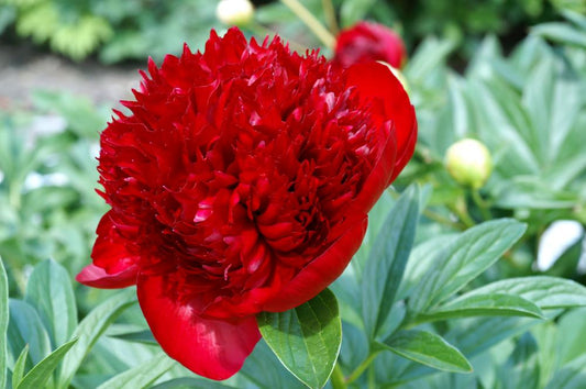 Red Charm