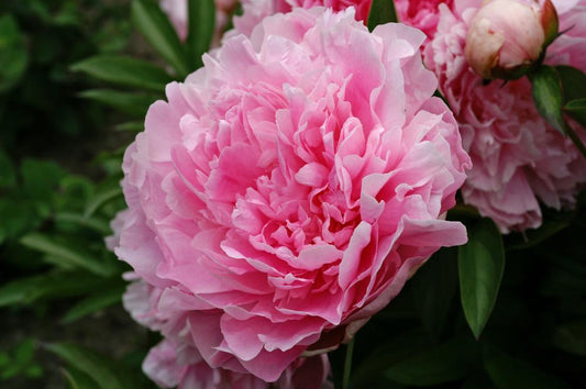 Jacorma Peony