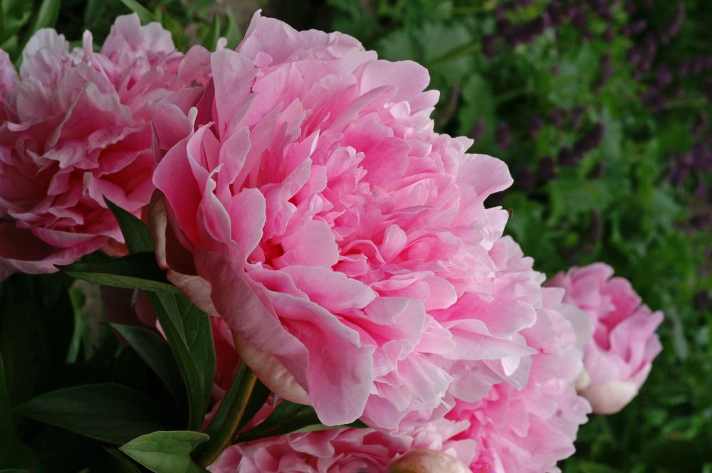 Jacorma Peony