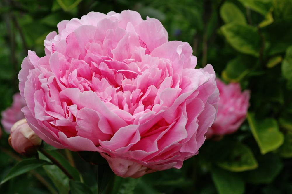 Jacorma Peony