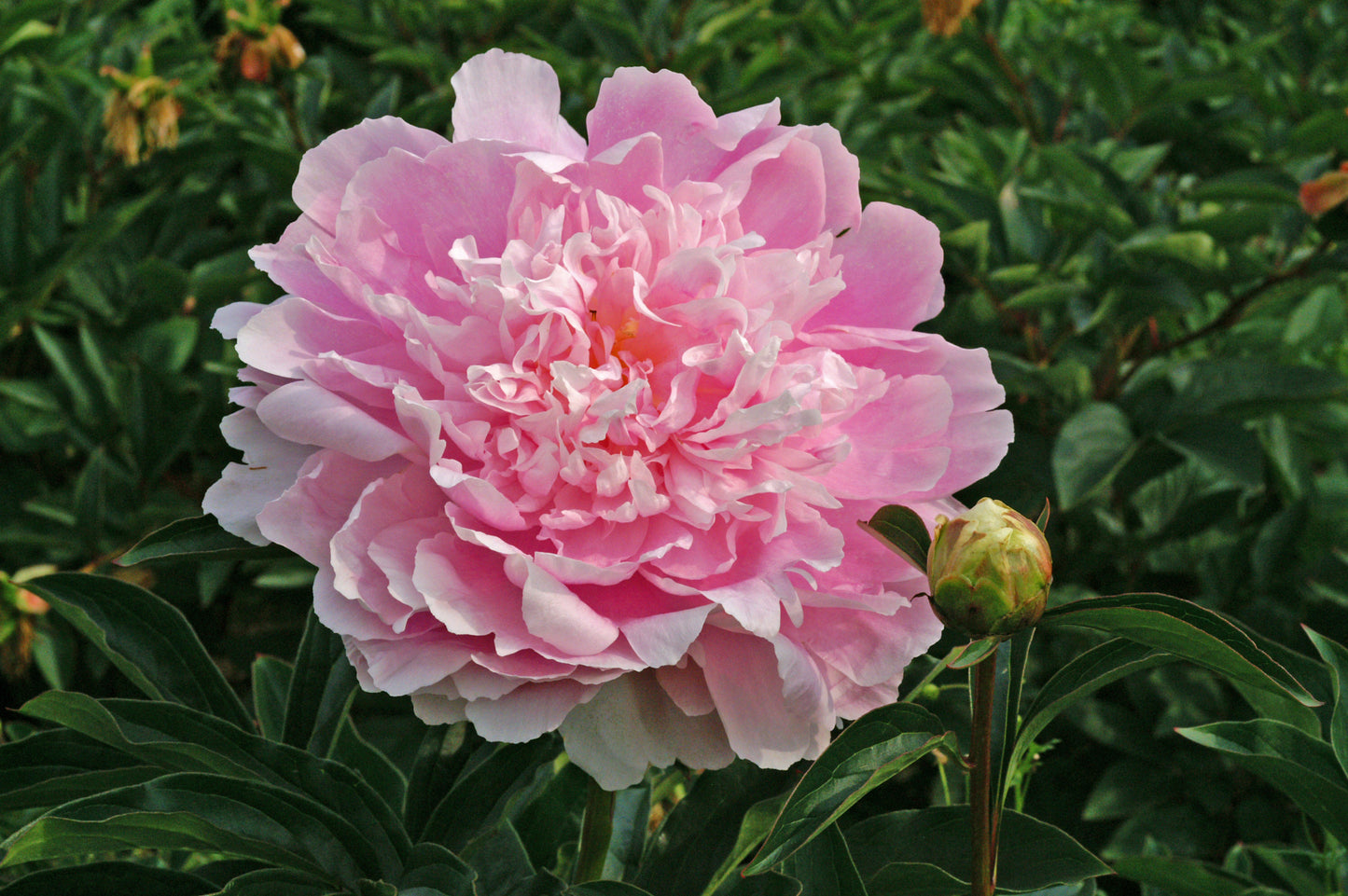 Dinner Plate Peony