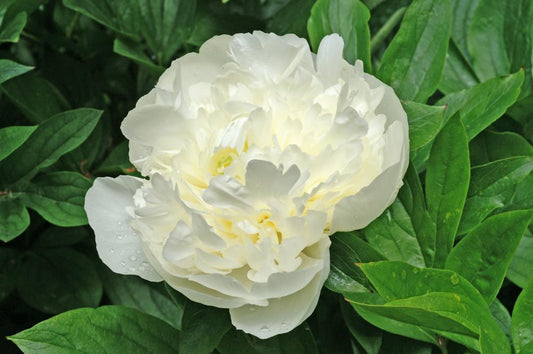 Duchesse De Nemours