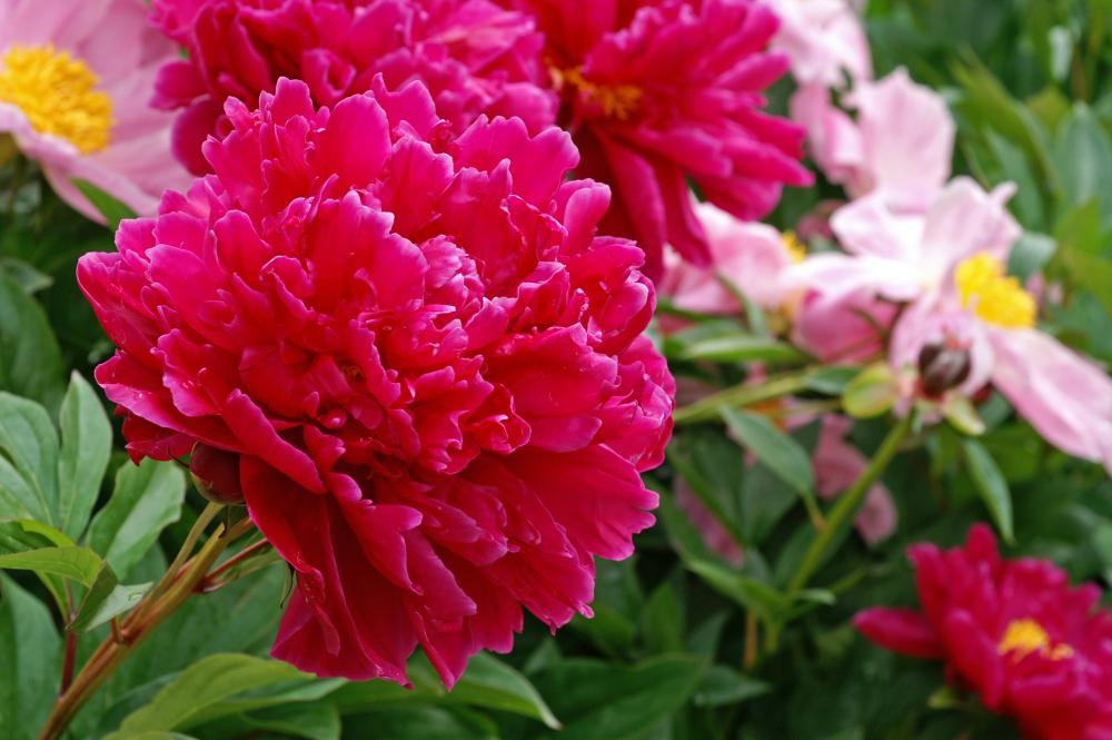 Kansas Peony