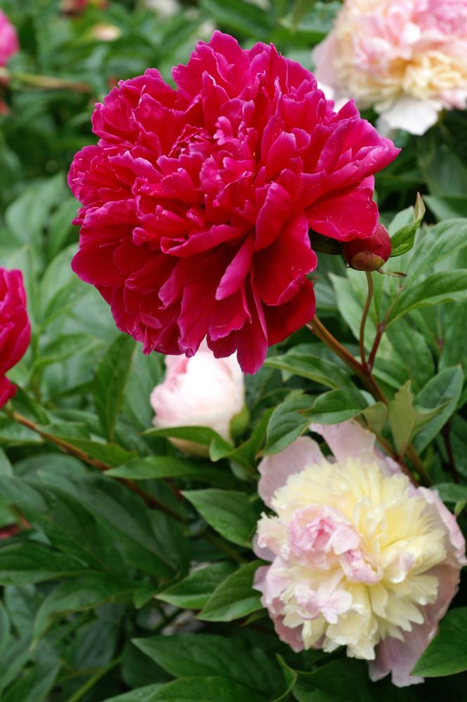 Kansas Peony