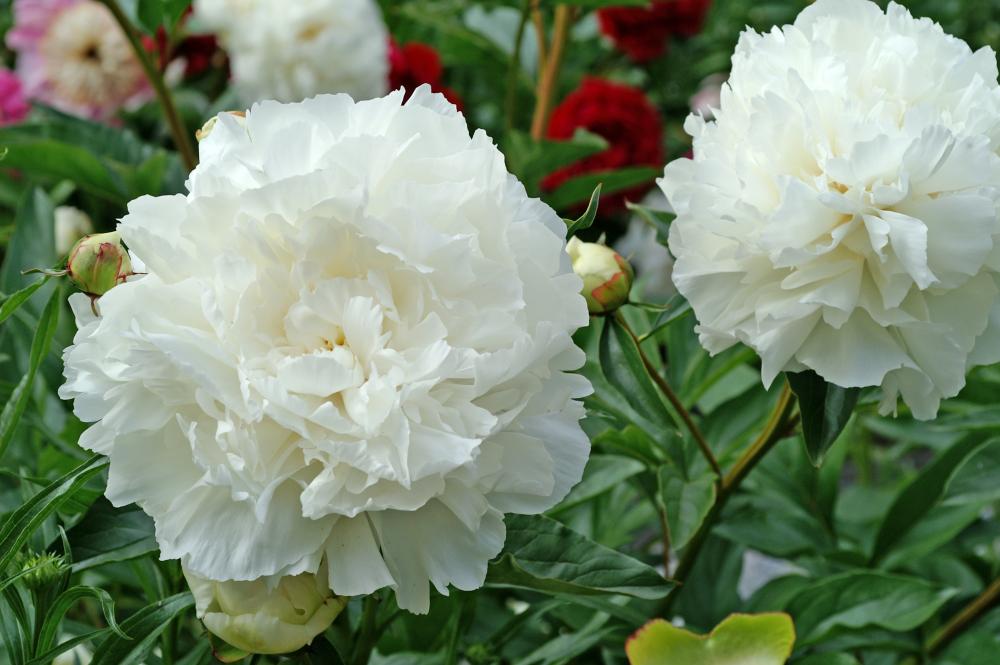Bowl of Cream Peony