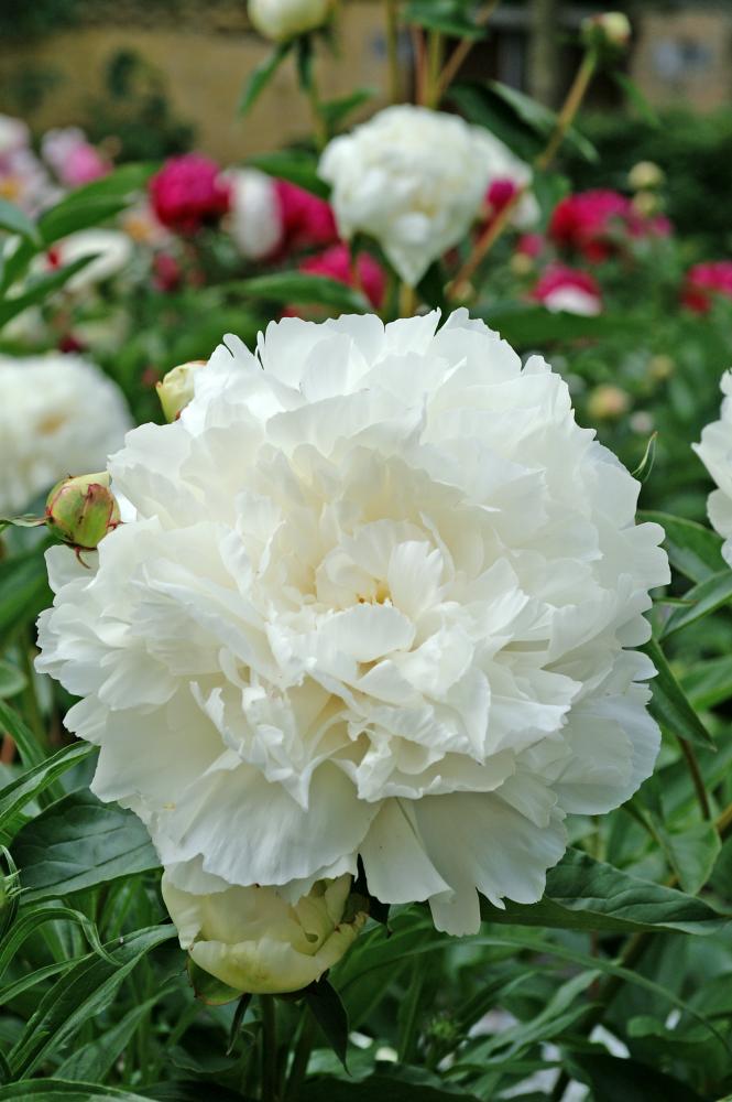 Bowl of Cream Peony