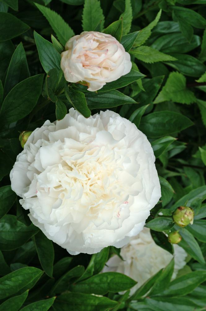 Shirley Temple Peony