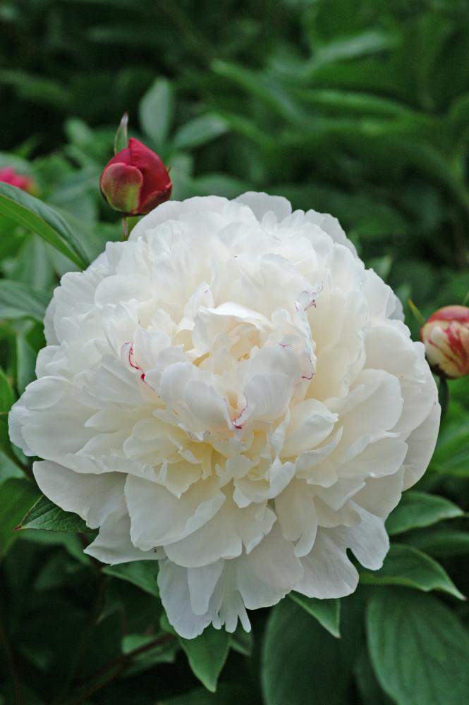 Festiva Maxima Peony
