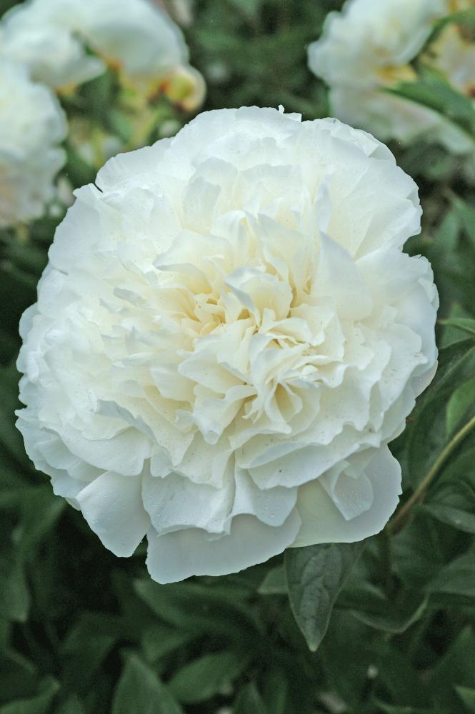 Mother's Choice Peony