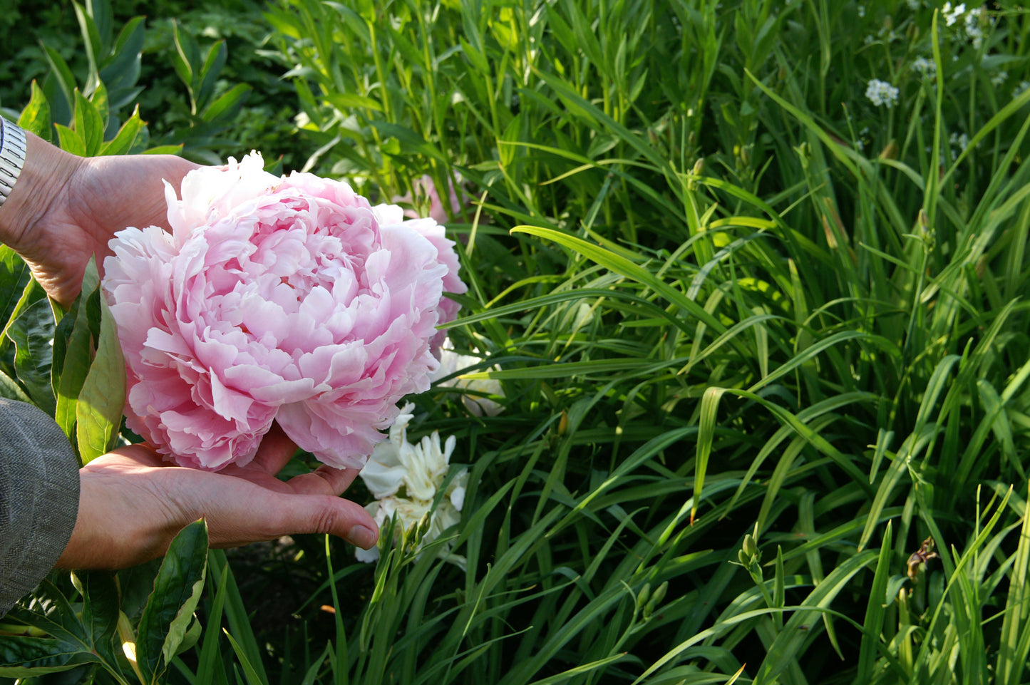 Dinner Plate Peony