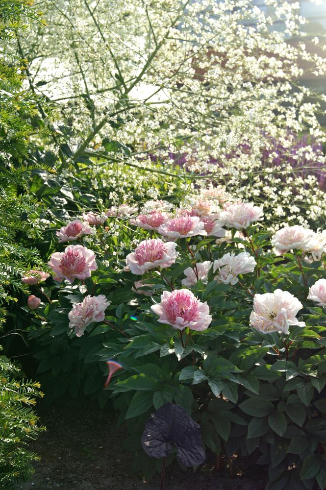 Do Tell Peony