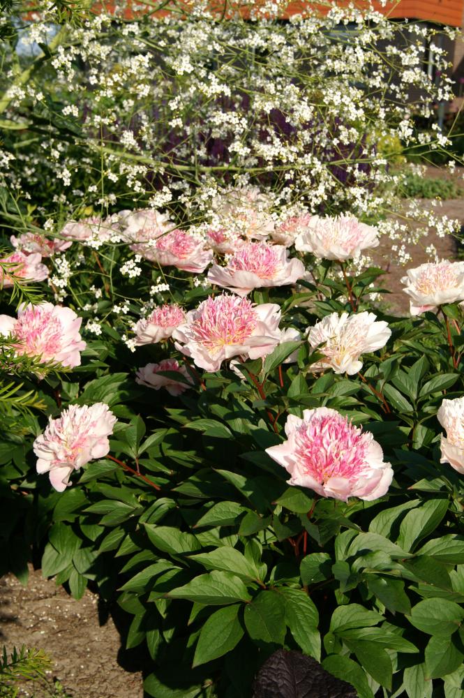 Do Tell Peony