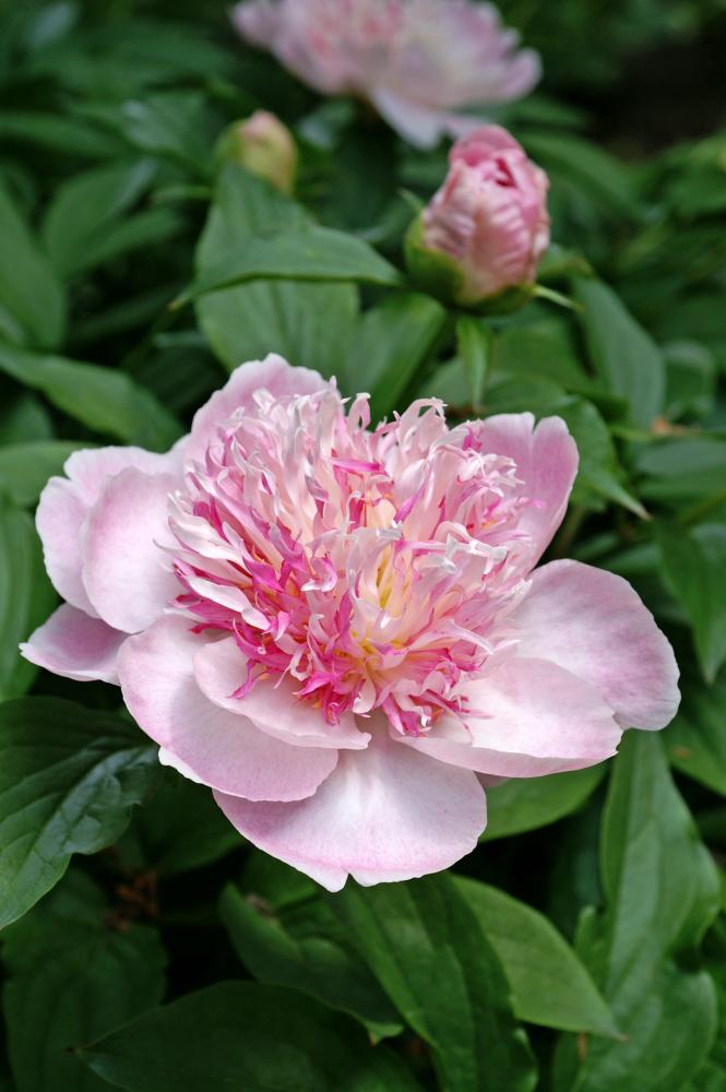 Do Tell Peony
