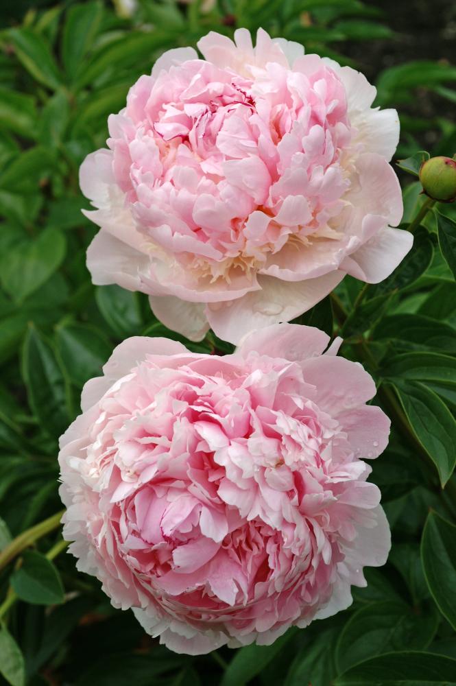 Angel Cheeks Peony