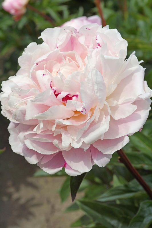 Norma Volz Peony