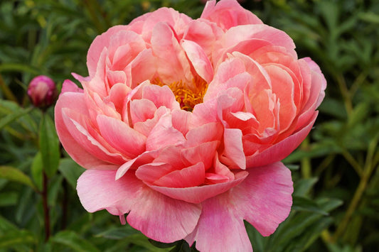 Coral Charm