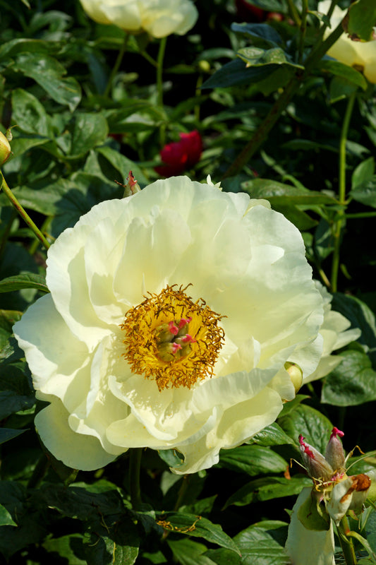 Lemon Chiffon Peony