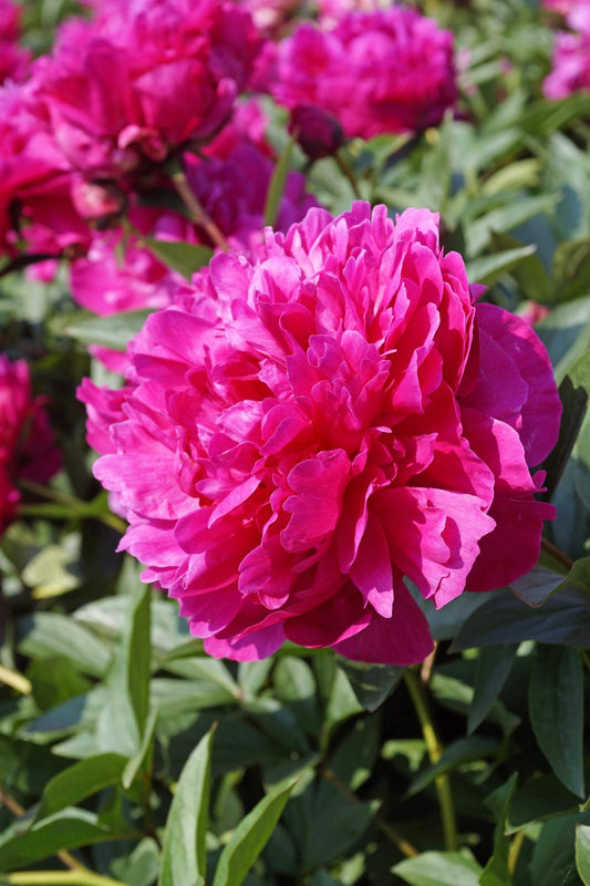Kansas Peony