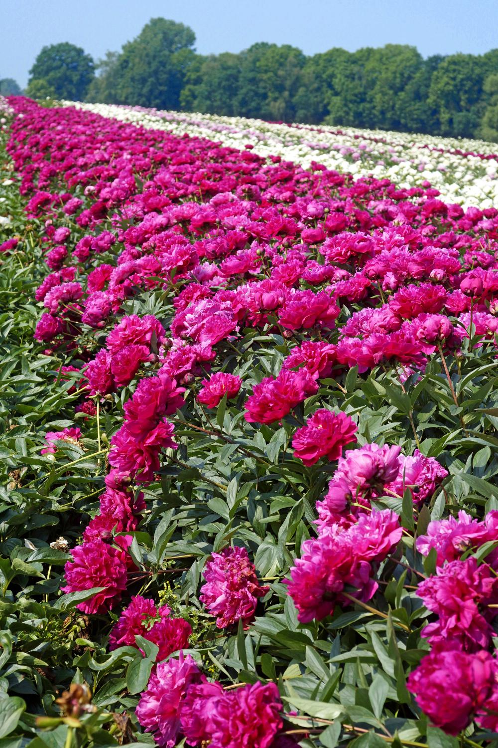 Kansas Peony