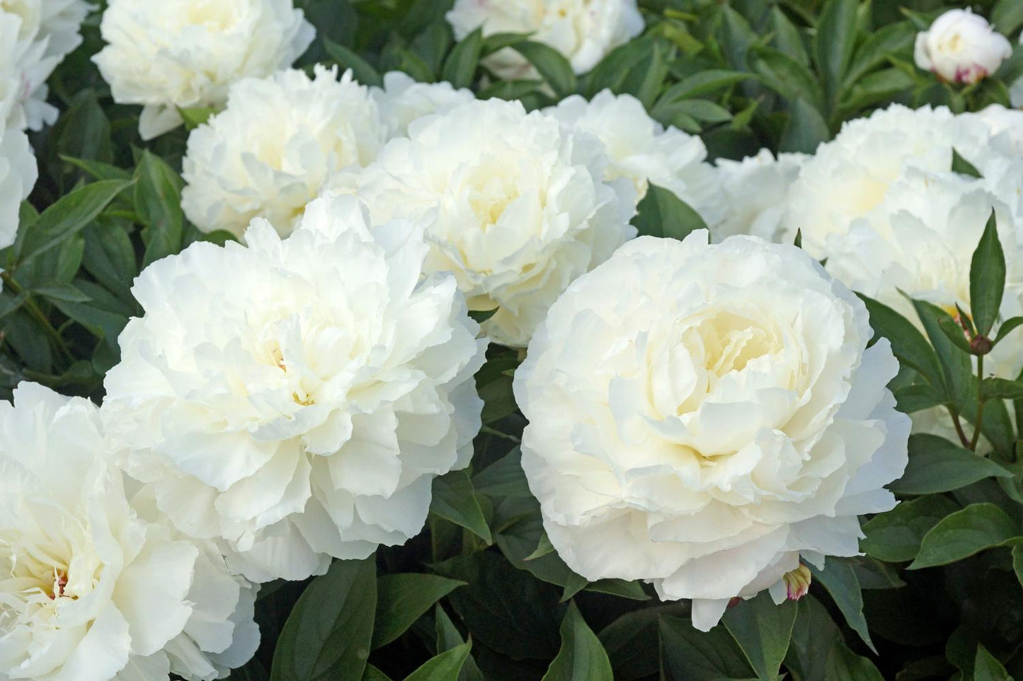 Bowl of Cream Peony