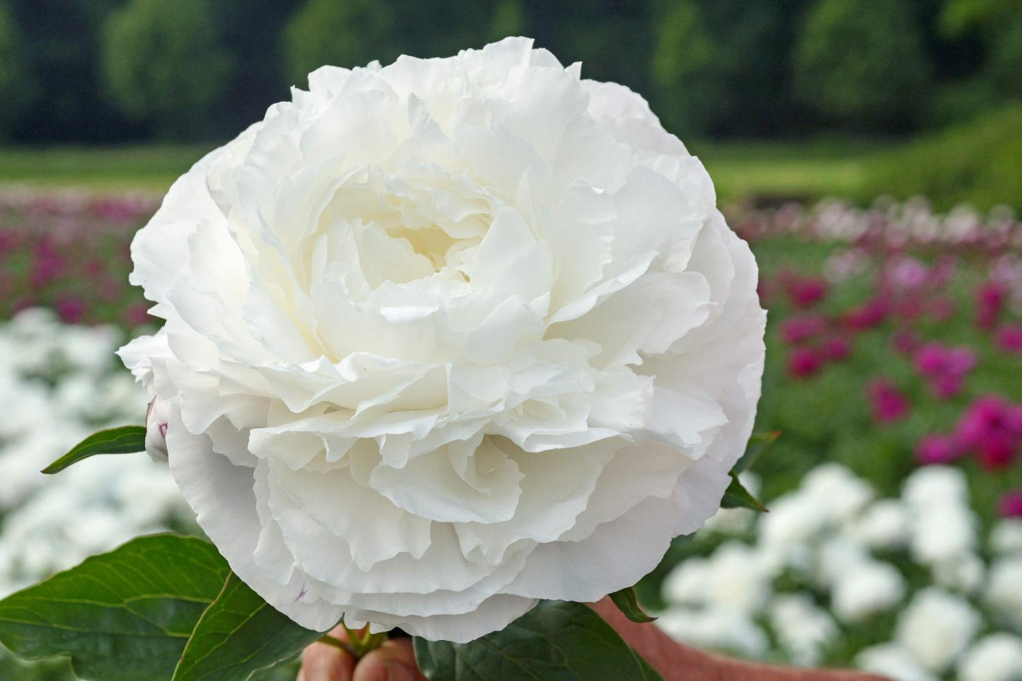 Bowl of Cream Peony