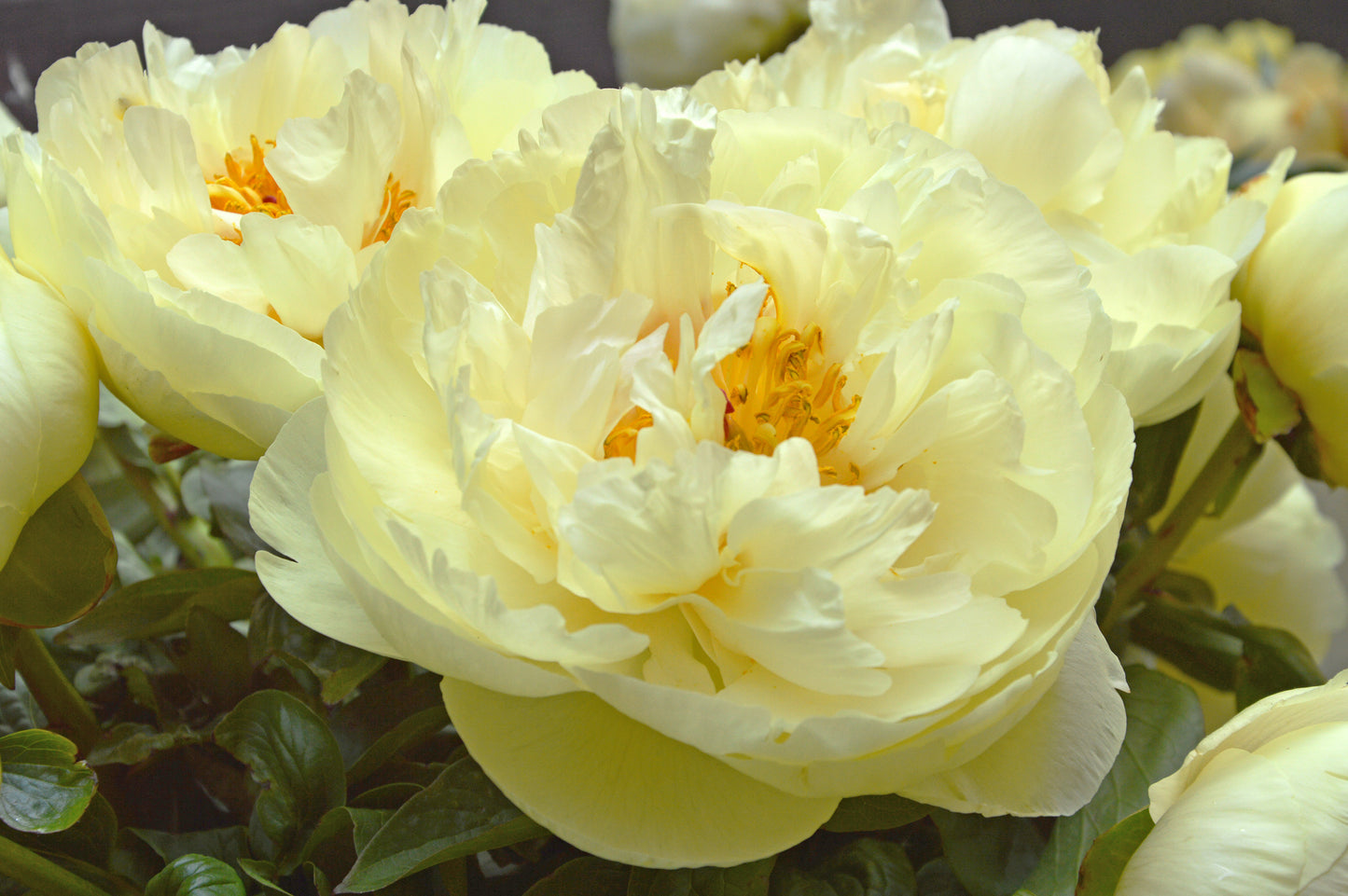 Lemon Chiffon Peony