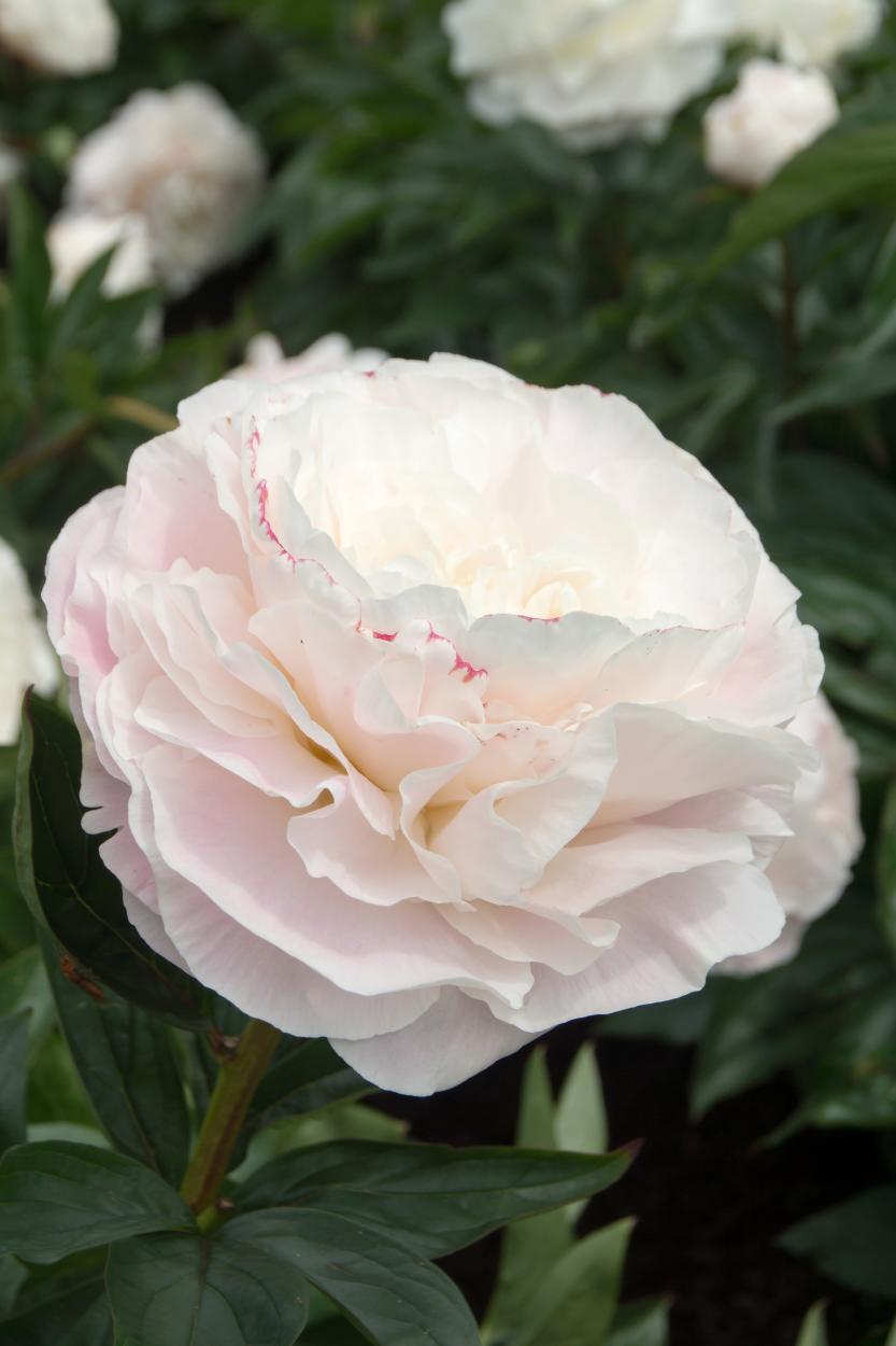 Mother's Choice Peony