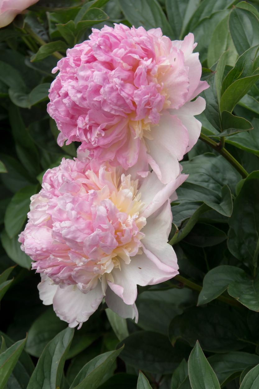 Raspberry Sundae Peony