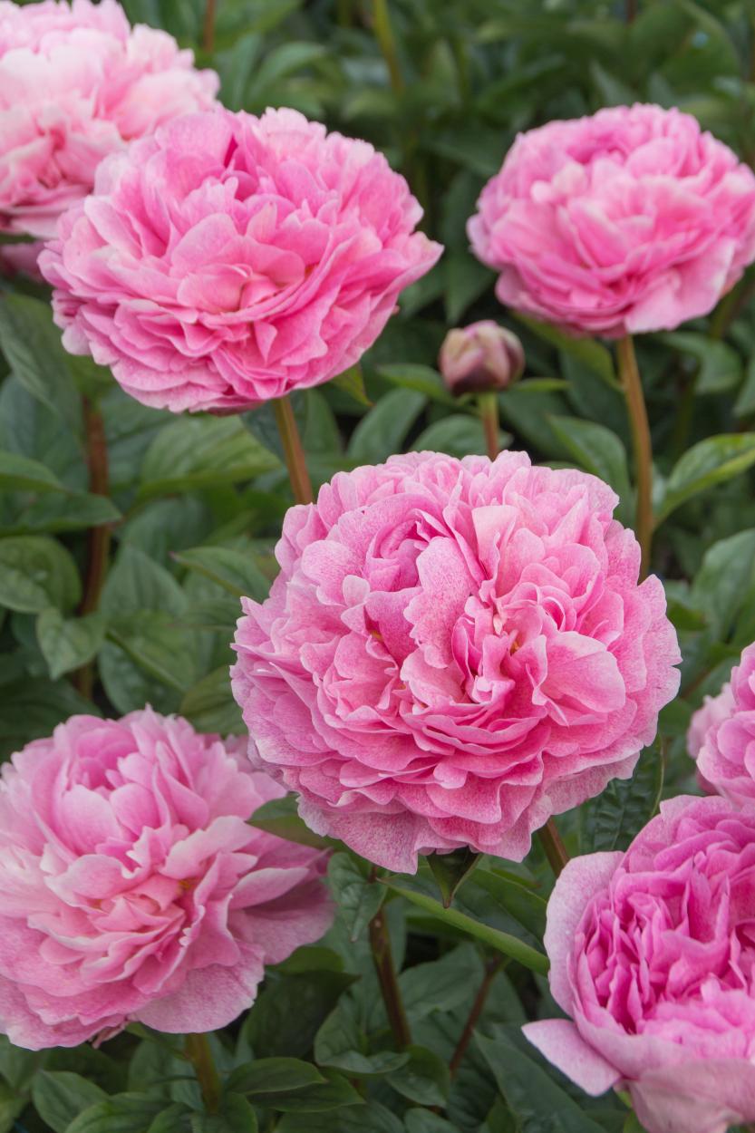 The Fawn Peony